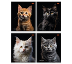 Тетрадь школьная А5, 36 л. на скобе «Портретное фото кота», 168×205 мм, клетка, ассорти (цена за 1 шт.) Тетрадь школьная А5, 36 л. на скобе «Портретное фото кота», 168×205 мм, клетка, ассорти (цена за 1 шт.)